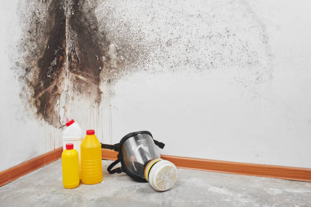 Best Fast Mold Removal  in Parowan, UT