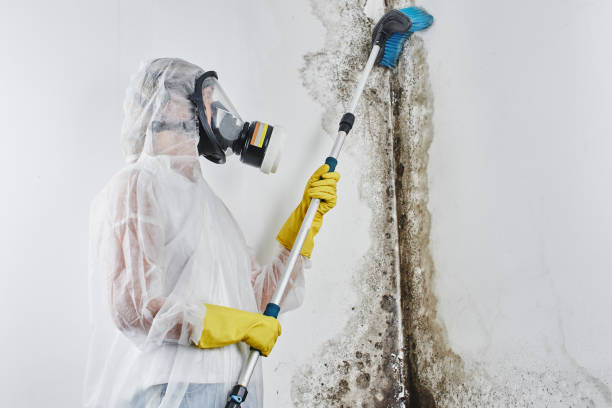 Professional Mold Removal in Parowan, UT