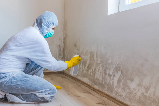 Best Attic Mold Removal  in Parowan, UT
