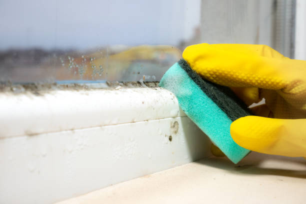 Best Mold Testing  in Parowan, UT