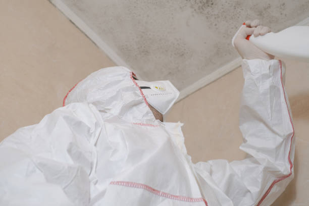 Best Affordable Mold Removal  in Parowan, UT
