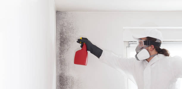 Best Mold Removal and Inspection  in Parowan, UT