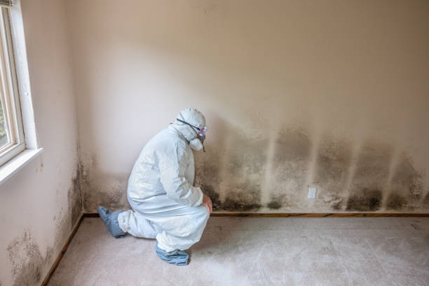 Best Mold Remediation Services  in Parowan, UT